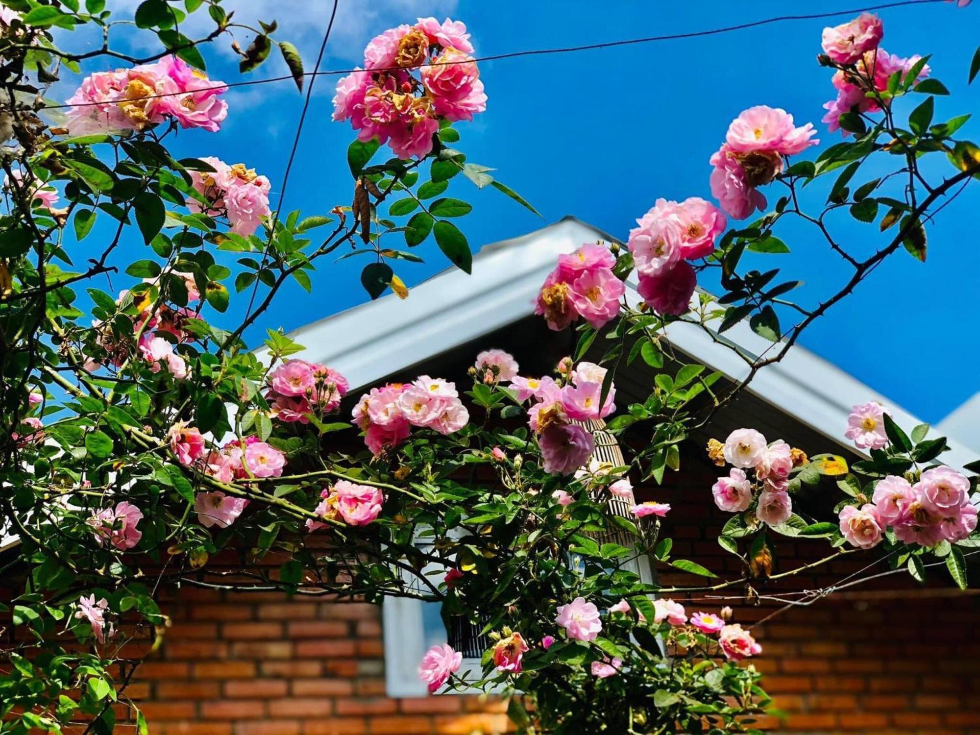 Rose House Apartment ดาลัด ภายนอก รูปภาพ